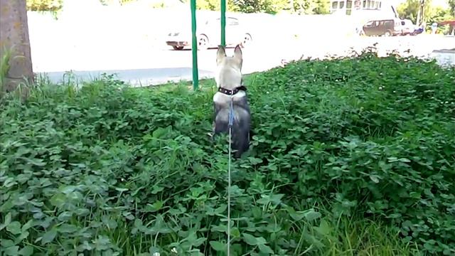 Знаменитая Сибирская Хаски смотреть онлайн