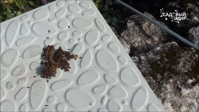 Кто ест иголки. Защита хвойных от гусениц. Сайт "Садовый мир" смотреть онлайн