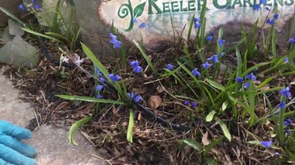 Scilla and Then Some