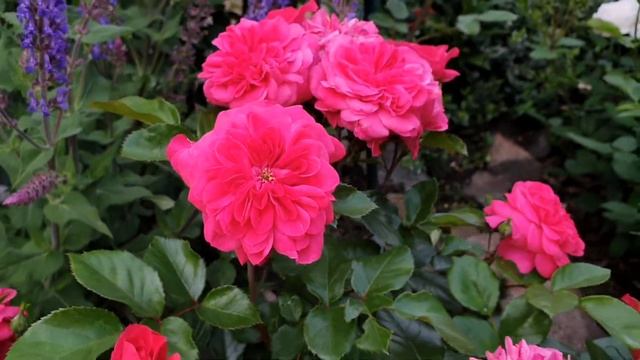 Роза Sangria (Сангрия, Sonja Meilove) Meilland