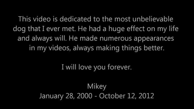 СМЕШНЫЕ СОБАКИ ВИДЕО ЧАСТЬ 3 смотреть онлайн