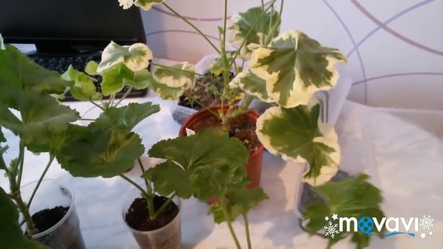 Новиночки в моей коллекции пеларгоний 2019. смотреть онлайн