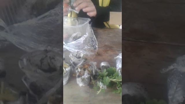 Долгожданная  посылка из Пензы с моими растишками  от Алины !