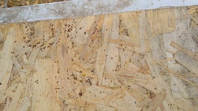 проверка осыпи клеща,результат огорчил! смотреть онлайн