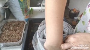 Улитка для рассады. Пересаживаю капусту в улитку. Организация подсветки