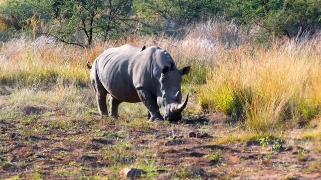 ОЛЬГА УРАЛОЧКА LIVE // ОБЗОР ВЛОГА // КАК ПРОКОРМИТЬ ПАСЫНКА? смотреть онлайн