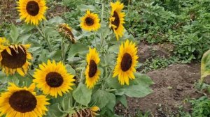 Декоративный подсолнух  сорт "Глориоза Сансет"