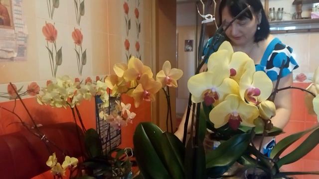 Наши желтые орхидеи, название сортов. смотреть онлайн
