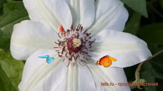 Клематис крупноцветковый Мисс Бейтман (climatis) ? обзор: как сажать, саженцы клематиса Мисс Бейтма смотреть онлайн