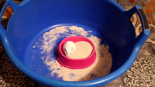 БОЛЕЕ 20-И ХОМЯКОВ В ОДНОМ ВИДЕО смотреть онлайн