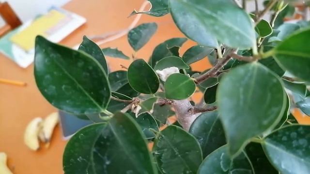 Ficus Tigerbark Bonsai from Scratch- Update смотреть онлайн