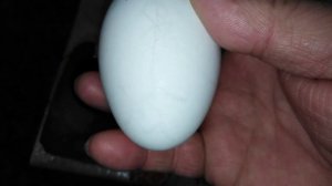 Закладка гусиных яиц в инкубатор Золушка.