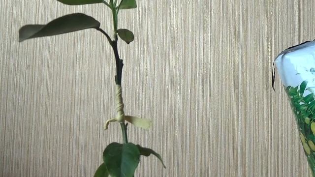 Прививка кумквата на саженец лимона смотреть онлайн