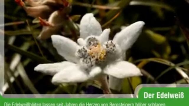 Edelweiß (Leontopodium alpinum) смотреть онлайн