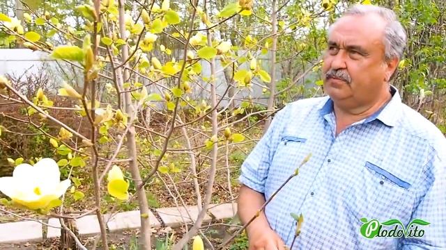 Магнолия Лоис I Magnolia Lois