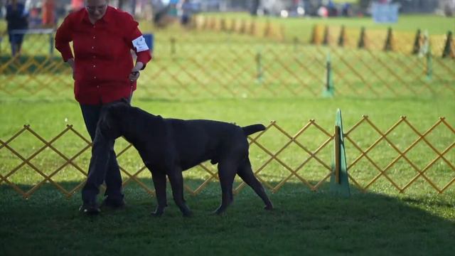 Gavilan Kennel Club Dog show #akc #dogshow #bullmastiff #canecorso #boxers #dogs #frenchbulldog смотреть онлайн