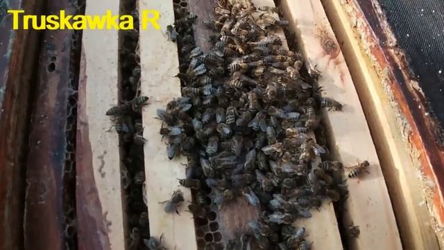 #Пчёлы опять не зимуют в ноябре Как опустить клуб вниз рамок. Про утепление, вентиляцию и наглых о смотреть онлайн