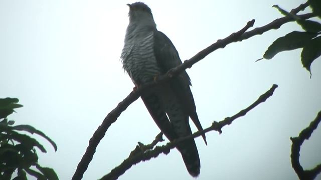 Кукушка кукует  - голос кукушки