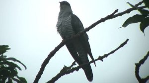 Кукушка кукует  - голос кукушки