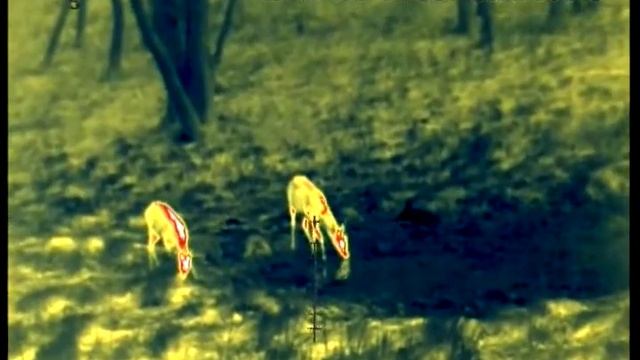 козлы (косули) в тепловизор (fortuna one 6m) - thermal roe deer - 50m (cc28km) смотреть онлайн