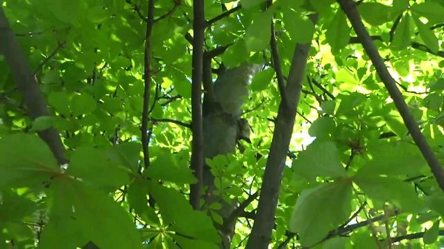 Совка (сплюшка) у Берегові смотреть онлайн