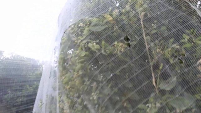 Tango Halo Cutie and Murcott Tangerine Trees Explained смотреть онлайн