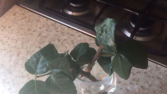 Семейные секреты здоровья