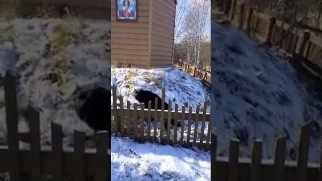 Потерялся пёс смотреть онлайн