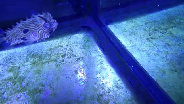 Diodon Нolocanthus «REEF EXCLUSIVE» смотреть онлайн