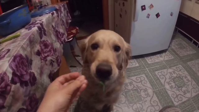 Голден ретривер учим новую команду. Отказ от овощей. Жизнь с собакой смотреть онлайн