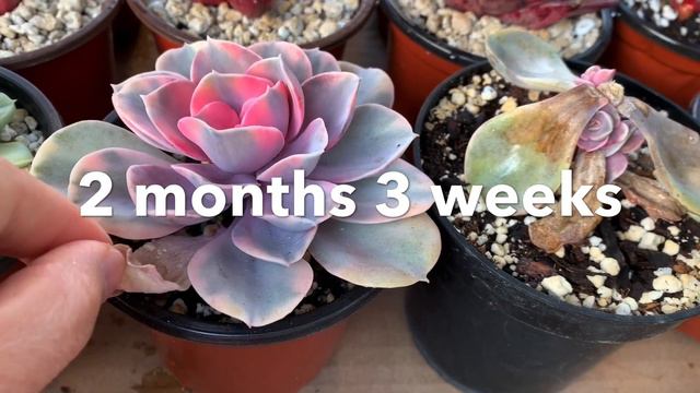 #353 SUCCULENT BEHEADING | PROPAGATE RAINBOW FROM LEAVES | Nhân giống SEN ĐÁ CẦU VỒNG Bằng Huỹ Đỉnh смотреть онлайн