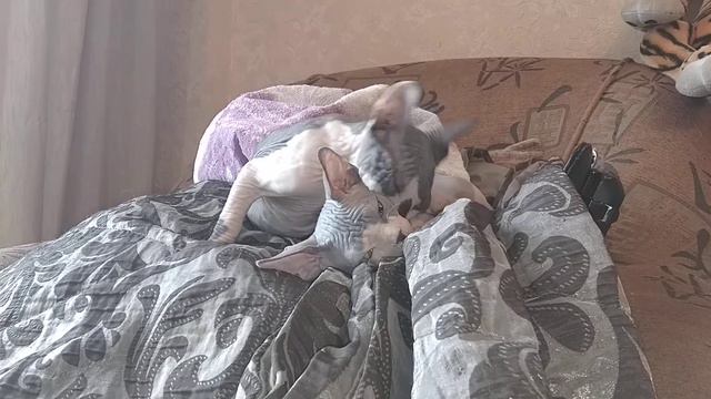 Котята канадского сфинкса продаются! 8-923-605-08-06 смотреть онлайн