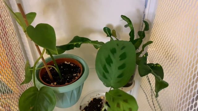 Витрина для растений из IKEA (Баггебо) + мини обзор комнатных растений смотреть онлайн