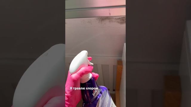 Знаменитая зимняя квартирная плесень и как мы с ней боремся смотреть онлайн