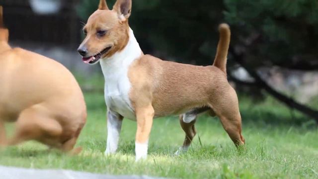 Португальский Поденгу смотреть онлайн