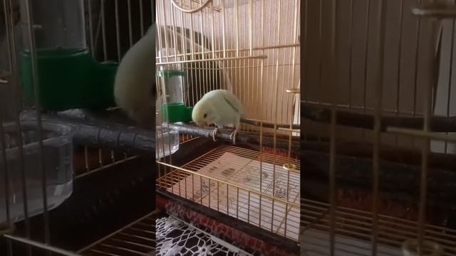 Попугайчик дышит клювом смотреть онлайн