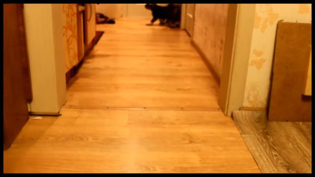 Щенки миттельшнауцера смотреть онлайн