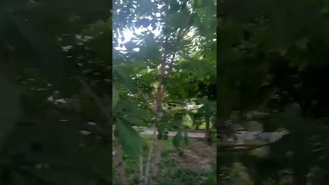 Каштаны цветут в Москве. Лето, солнце, Россия. MOSCOW Russia смотреть онлайн