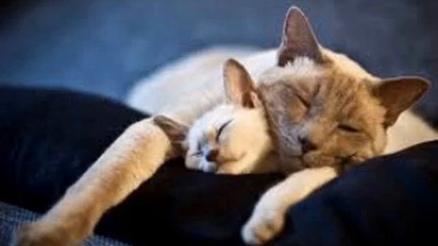 Шум для сна Здоровый сон Для детей Для успокоения смотреть онлайн