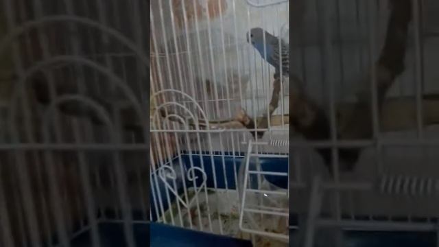 Простое видео, Гоша начинает говорить. смотреть онлайн