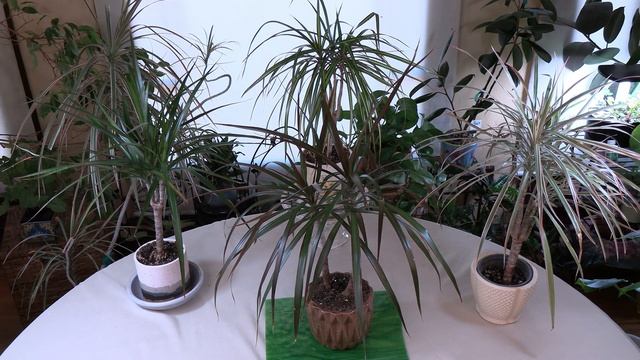 Madagascar Dragon Tree (Dracaena marginata) Care: What to Know смотреть онлайн