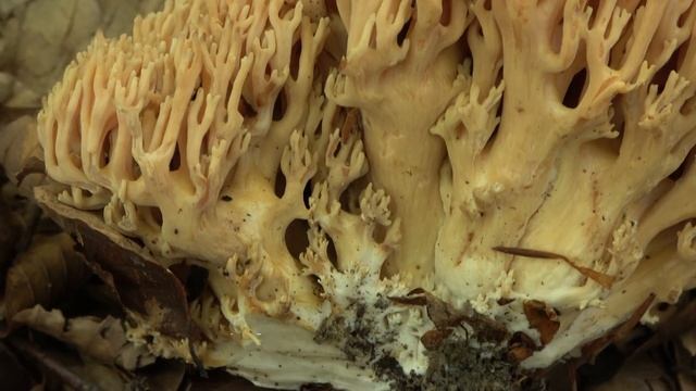 Ramaria Sp (Posiblemente Ramaria aurea) смотреть онлайн