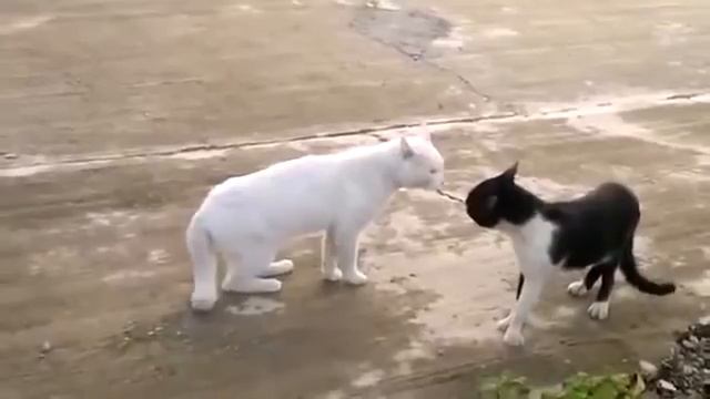 Приколы.Коты- каратисты смотреть онлайн