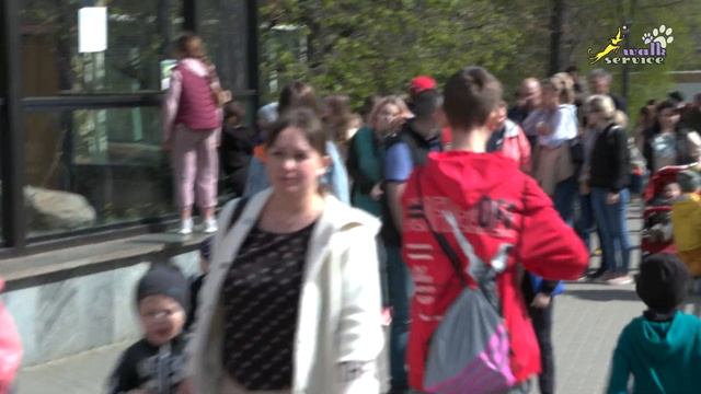 Панды в Московском зоопарке смотреть онлайн