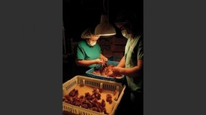 10 САМЫХ НЕОБЫЧНЫХ ПРОФЕССИЙ В МИРЕ