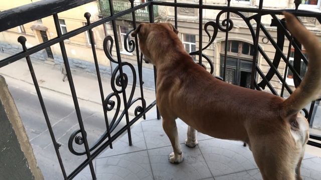 Ка Де Бо (Ca de Bou Dog) на охране, голос! смотреть онлайн