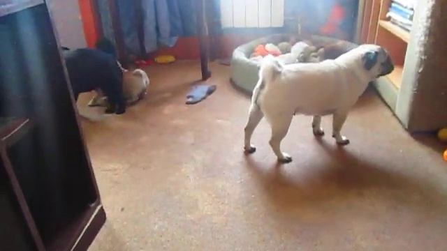Смешные мопсята смотреть онлайн