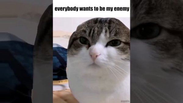 oh the misery (wawa cat) - enemy (HD Sync)