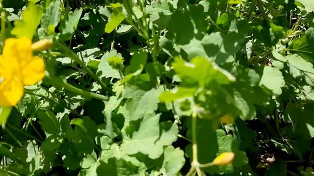 ЧИСТОТЕЛ ОТ БОРОДАВОК ПАПИЛЛОМ И ДРУГИХ ВЫСЫПАНИЙ смотреть онлайн