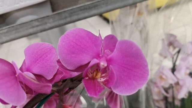 Шикарная Salinas на дуге, Karina и другие орхидеи в магазине Магнит Семейный г. Омск. смотреть онлайн